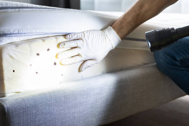 Best Local Pest Control Services  in Earlysville, VA